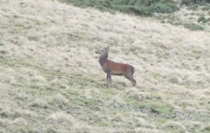 Rando faune