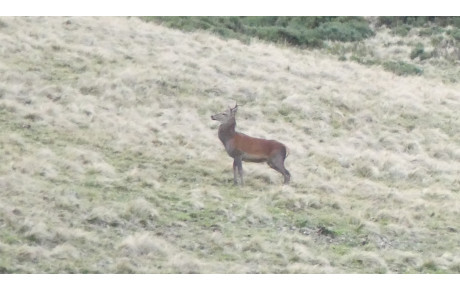 Rando faune